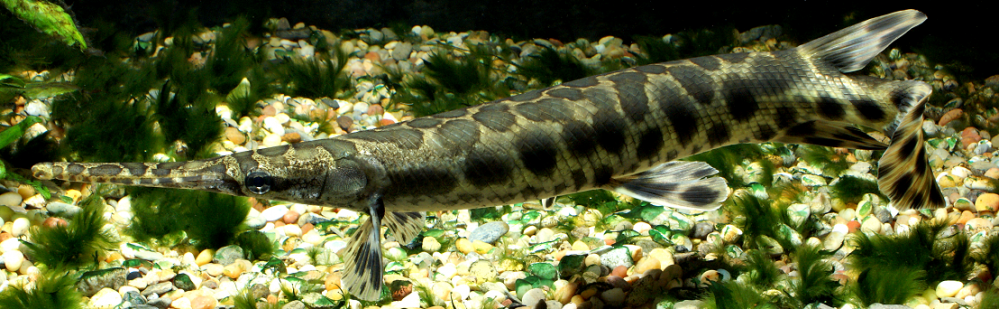 GarLab – Solomon R. David, PhD