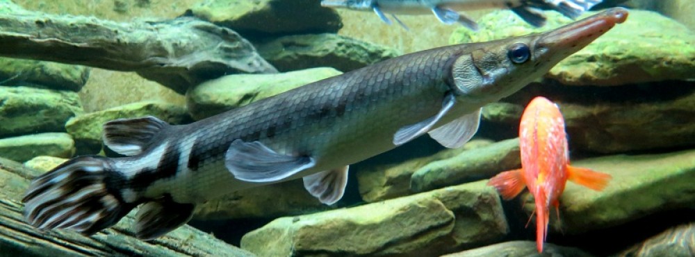 GarLab – Solomon R. David, PhD