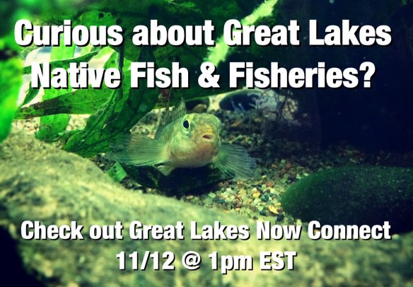 Logperch DPTV Promo 1