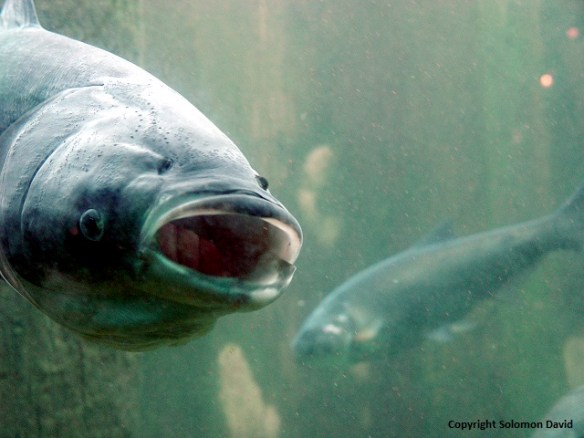 Asian Carp Shedd 2005a
