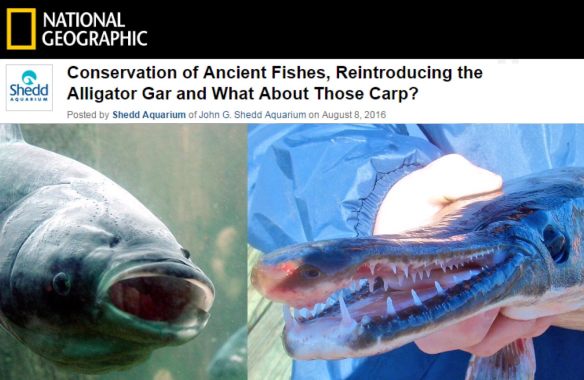 ASF - NatGeo - Gar vs Carp